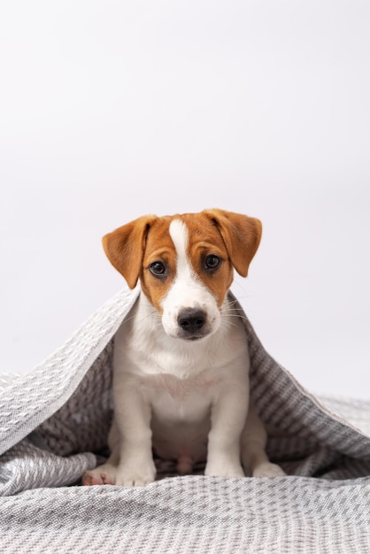 Il simpatico cane jack russell terrier si trova sotto una coperta grigia su sfondo bianco