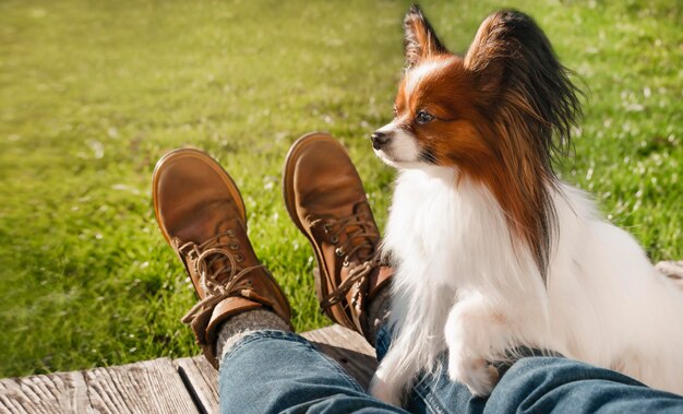 Il simpatico cane papillon si trova sulle gambe del proprietario sull'erba verde