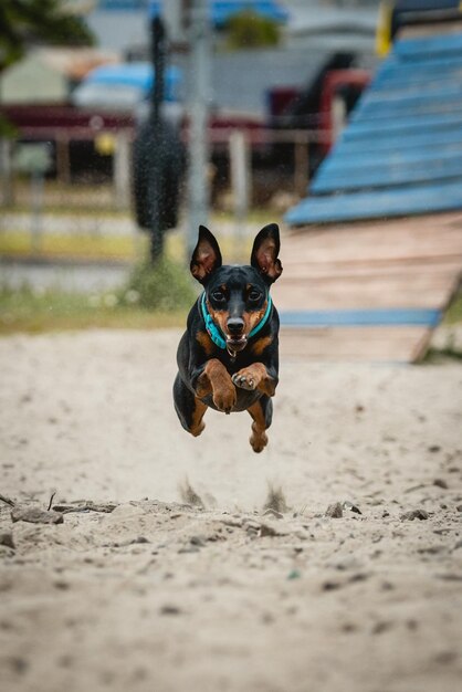 Il simpatico cane pinscher in miniatura corre e salta sulla sabbia sul campo di allenamento