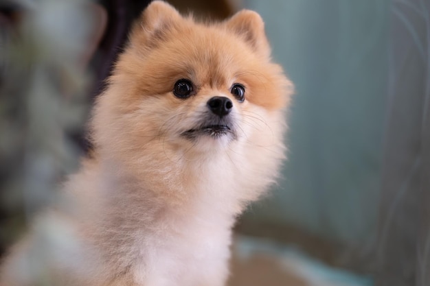 il simpatico cane Pomerania con gli occhi tristi giace nella porta di casa sul pavimento