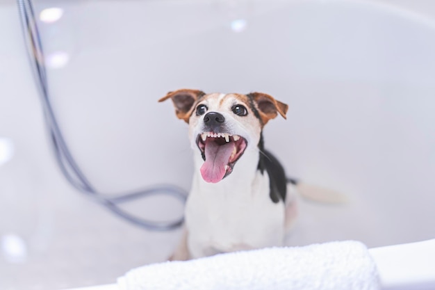 Il simpatico cane sorridente si siede nella vasca da bagno e si gode il bagno con la bocca aperta Ritratto in primo piano dell'animale domestico in un bagno luminoso