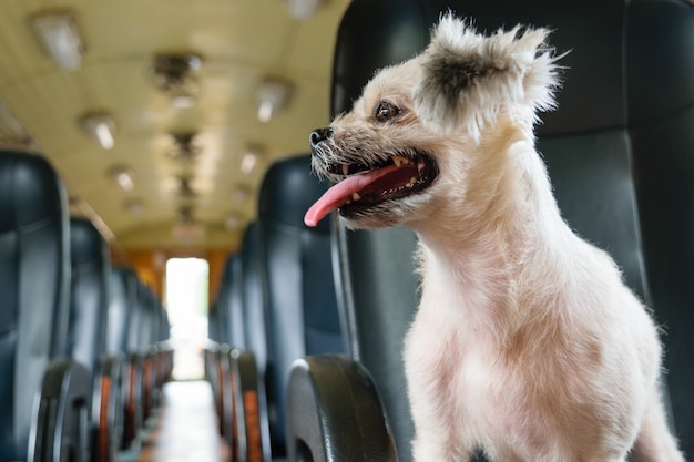 Il simpatico cane sul treno