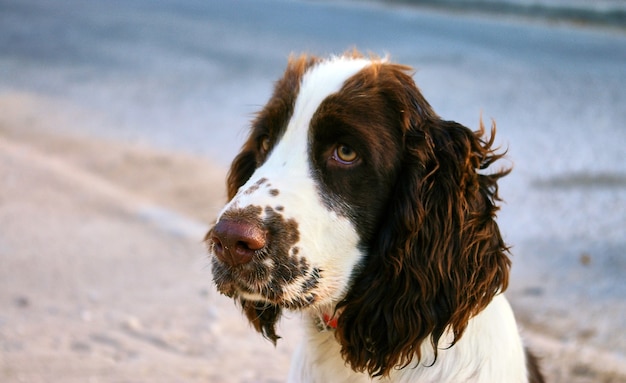 Il simpatico cane triste ti guarda. Israele.