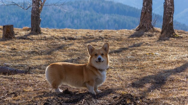 Il simpatico corgi si erge sullo sfondo delle montagne e guarda la telecamera