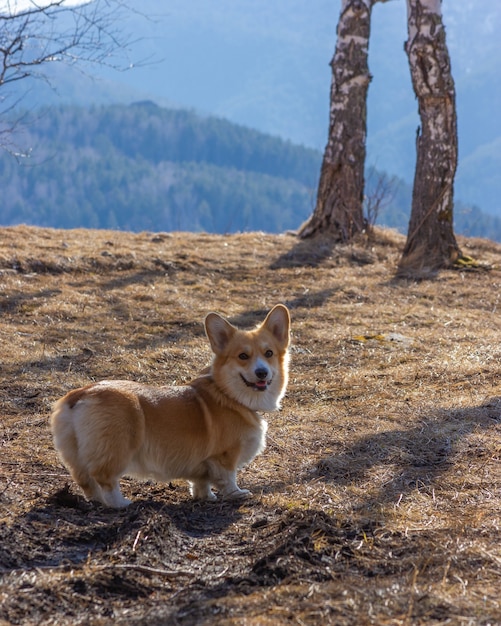 Il simpatico corgi si erge sullo sfondo delle montagne e guarda la telecamera