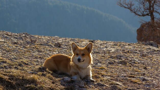 Il simpatico corgi si erge sullo sfondo delle montagne e guarda la telecamera