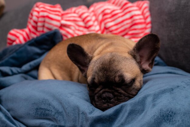 Il simpatico cucciolo di bulldog francese dorme sul divano di casa, ritratto da vicino