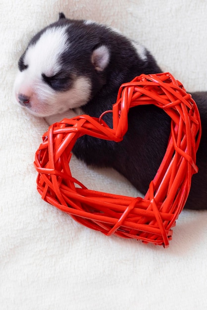 Il simpatico cucciolo di husky siberiano dorme con il cuore rosso su uno sfondo bianco soffice