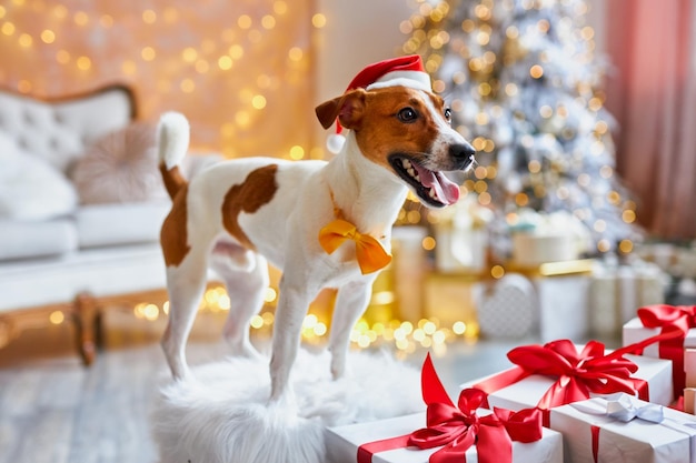 Il simpatico e divertente jack russell terrier sta aspettando le vacanze a casa