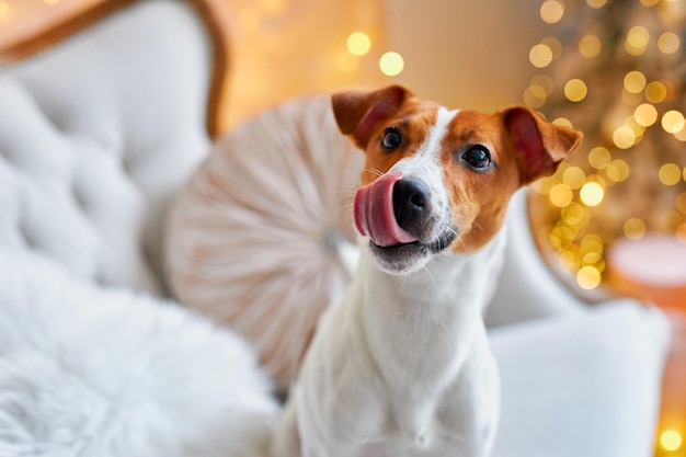 Il simpatico e divertente jack russell terrier sta aspettando le vacanze a casa