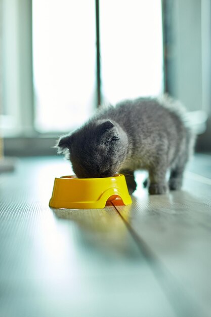 Il simpatico gattino grigio British Shorthair mangia da una ciotola gialla marrone cibo secco per gattini