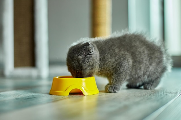 Il simpatico gattino grigio British Shorthair mangia da una ciotola gialla marrone cibo secco per gattini