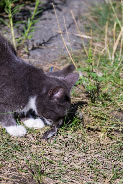 Il simpatico gattino grigio ha catturato un piccolo topo