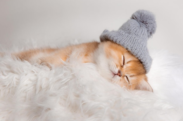 Il simpatico gattino rosso dorme in un cappello lavorato a maglia su una coperta di pelliccia