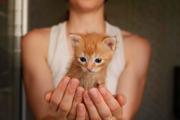 Il simpatico gatto che fa le fusa è sdraiato e riposato sulle braccia delle ragazze Donna che coccola un gattino