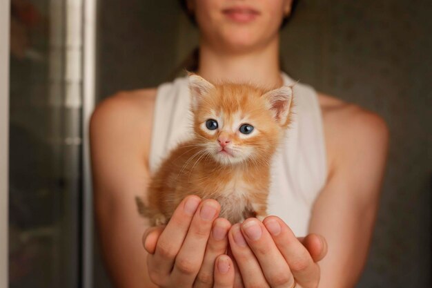 Il simpatico gatto che fa le fusa è sdraiato e riposato sulle braccia delle ragazze Donna che coccola un gattino