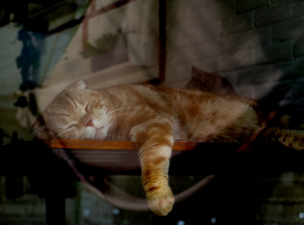 Il simpatico gatto giallo dorme davanti a una finestra e vede il suo riflesso nella finestra