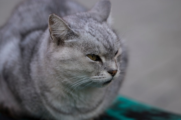 Il simpatico gatto grigio