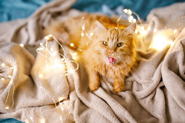 Il simpatico gatto lanuginoso allo zenzero giace sul letto con un lenzuolo color betulla e una coperta morbida e accogliente con una ghirlanda di Capodanno sullo sfondo