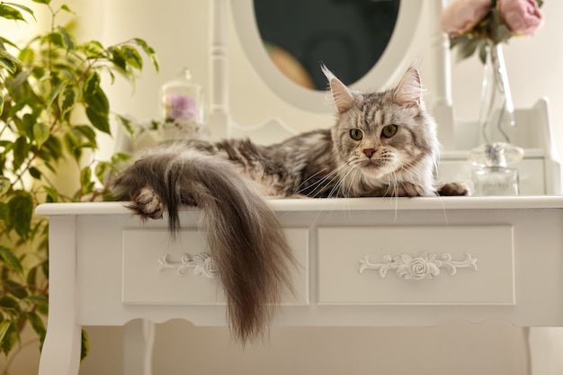 Il simpatico gatto Maine Coon grigio e soffice giace su un tavolo da trucco bianco da boudoir, circondato da fiori e piante