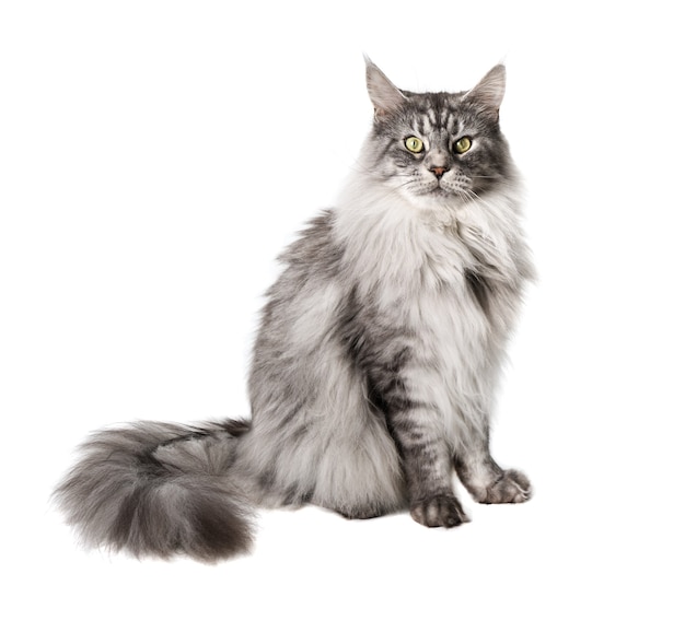 Il simpatico gatto Maine Coon sembra pensieroso isolato sulla superficie bianca