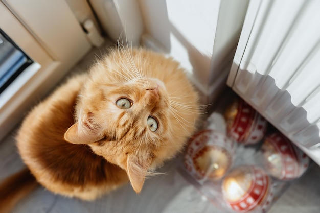 Il simpatico gatto rosso alza lo sguardo. Vista dall'alto