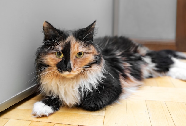 Il simpatico gatto tricolore è sdraiato sul pavimento di legno vicino al muro grigio e guarda la telecamera. Messa a fuoco selettiva.