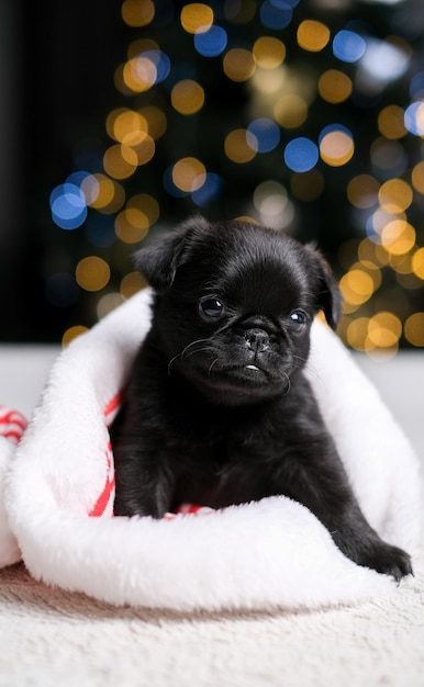 Il simpatico grifone del cucciolo di cane dorme con il cappello di Babbo Natale. Priorità bassa del bokeh dell'albero di nuovo anno. Piccola faccia buffa. C