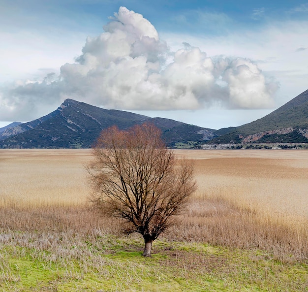 Il singolo albero sul lago Stymfalia Grecia Corinzia montuosa una giornata invernale nuvolosa