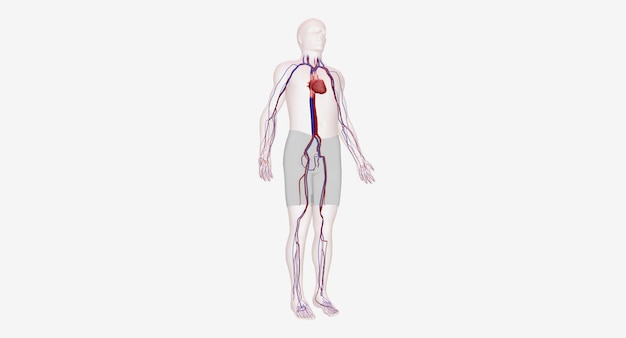 Il sistema cardiovascolare contiene il cuore e i vasi sanguigni
