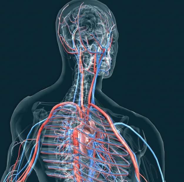 Il sistema circolatorio è costituito da vasi sanguigni che portano il sangue al cuore