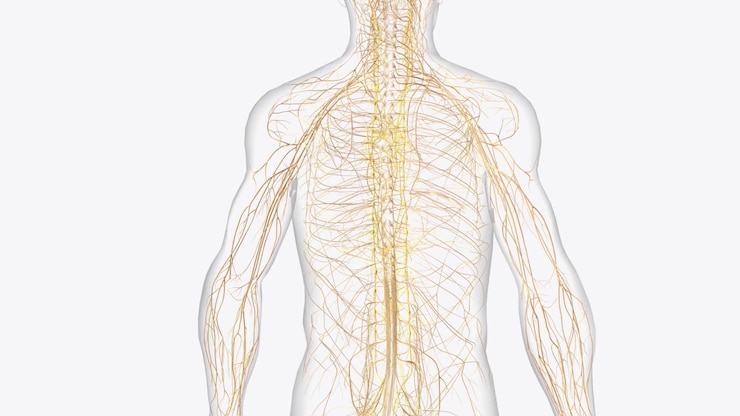 Foto il sistema nervoso autonomo è una componente del sistema nervoso periferico che regola i processi fisiologici involontari, compresa la frequenza cardiaca