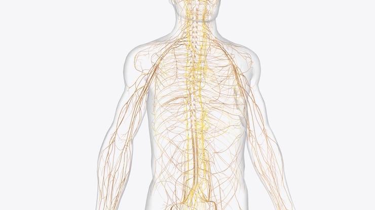 Foto il sistema nervoso autonomo è una componente del sistema nervoso periferico che regola i processi fisiologici involontari, compresa la frequenza cardiaca