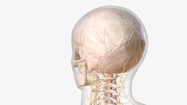 Il sistema nervoso centrale è il cervello e il midollo spinale