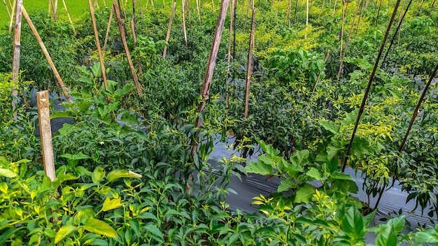 Il sistema orticolo di coltivazione del peperoncino verde in Indonesia utilizza un mantello di plastica