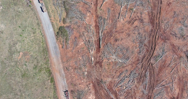 Il sito di taglio nella foresta con alberi caduti è stato abbattuto per la sistemazione del cantiere