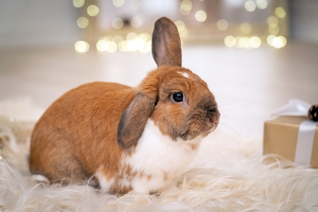 Il soffice coniglio rosso lopeared si siede su un tappeto morbido