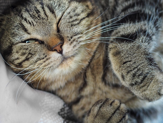 Il soffice gatto grigio dorme sul letto