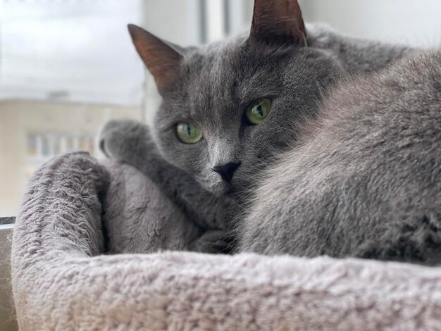 Il soffice gatto grigio si trova sul davanzale della finestra e si riposa