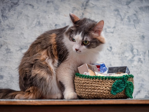 Il soffice gatto tartarugato è seduto accanto a un cesto di iuta lavorato a maglia