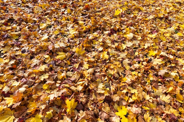 Il sole autunnale splende attraverso le foglie dopo la caduta delle foglie