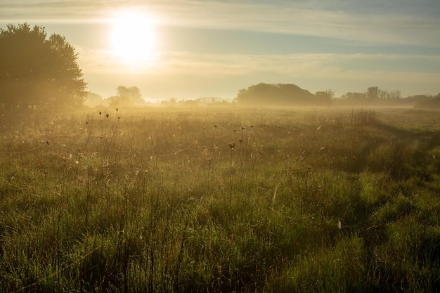 Il sole che sorge sulla steppa ucraina Tempo estivo erba verde e nebbia