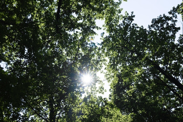 Il sole che splende attraverso una maestosa quercia verde su un prato con cielo azzurro sullo sfondo