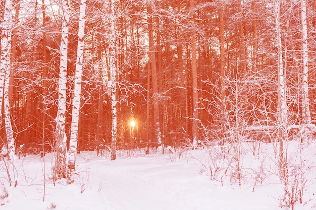 Il sole della sera splende attraverso gli alberi nella foresta invernale. Tramonto in natura. In primo piano sono ricoperti di betulle di brina. Immagine tonica in Calming Coral color.