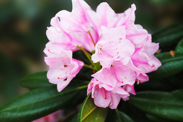 Il sole estivo accarezza il bocciolo del rodendro rosa