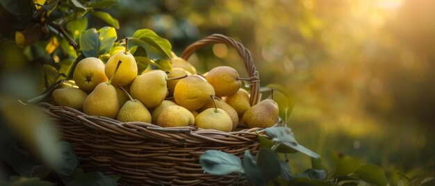 Il sole serale getta un leggero bagliore su un raccolto di pere elegantemente presentate in un cesto tessuto sullo sfondo di un frutteto verde