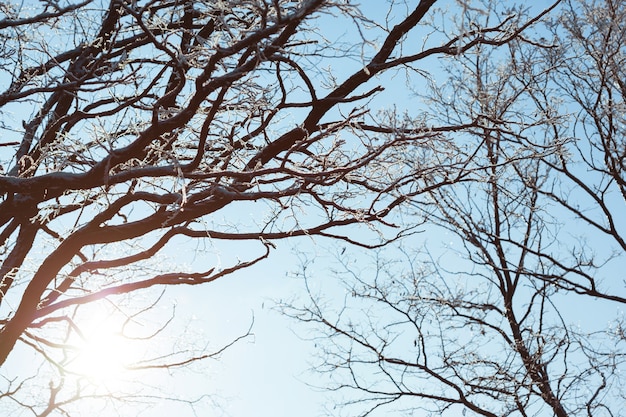 Il sole splende attraverso gli alberi sul cielo blu