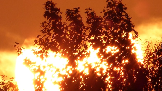 Il sole splende attraverso gli alberi