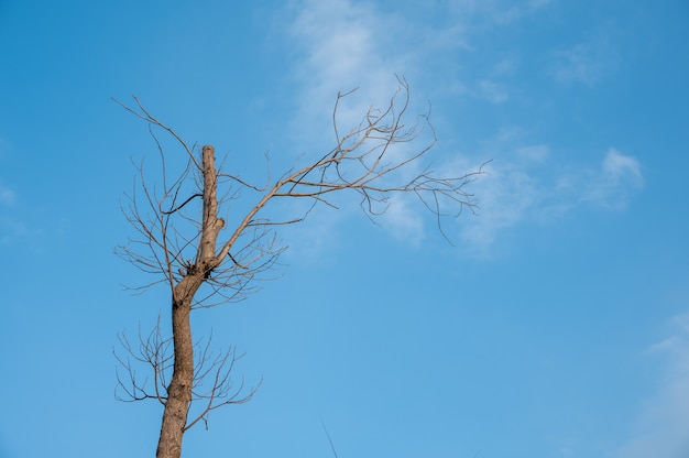 Il sole splende sugli alberi morti sotto il cielo azzurro