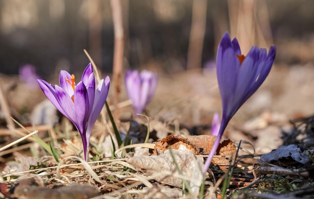 Il sole splende sui fiori selvatici viola e gialli dell'iride (Crocus heuffelianus scolorire).